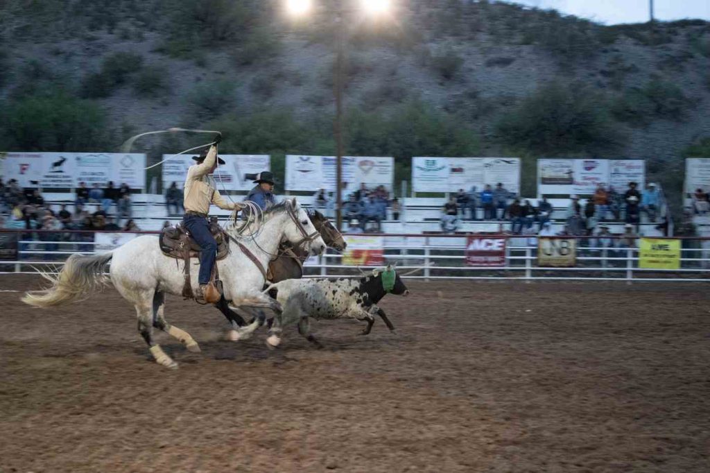 rodeo calf roping